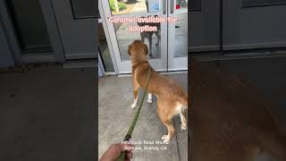 https://24Petconnect.com/DetailsMain/MNTR/A234331 #shelterdogs