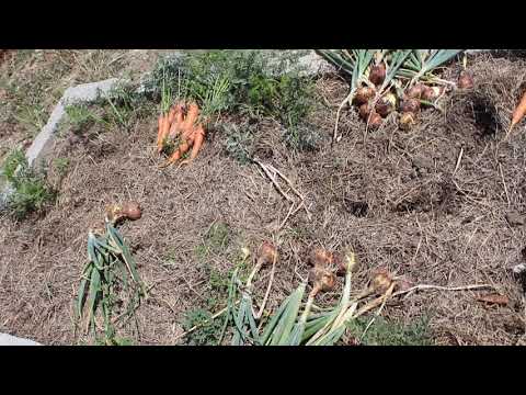 პირველი მოსავალი სტაფილო,  ხახვი... შეცდომებზე სწავლა