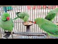 Parrot vlogs beautiful village life 🦜🦜 parrot lovers 🦜🦜 ....