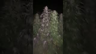 Marijuana Swords