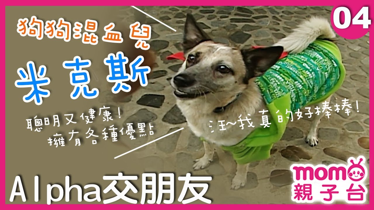 Alpha 交朋友 01 最會接飛盤的狗狗出現了 狗狗美食餐廳竟然吃這麼好 古代牧羊犬 狗狗星座 狗狗美食 寵物小知識 Momokids Momo 親子台