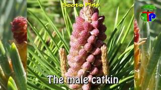 Pinus sylvestris | Scots Pine | Eastern Scots Pine