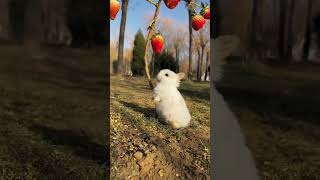 Cute rabbit .  A beautiful moment #791 - #shorts