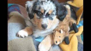 Lolcats, Loldogs And The Lolrus