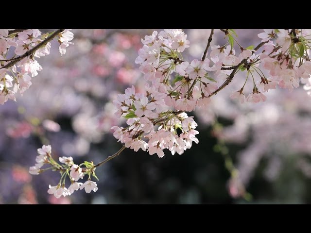 レア 岩国基地 2017 桜 SAKURA レア 岩国基地 2017 桜 SAKURA ミリタリー