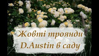 Жовті троянди David Austin ( Девід Остін) в саду. Ароматні сорти жовтих троянд.