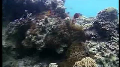 Life in Cold Blood - Snakes 5 of 6 Sophisticated Serpents