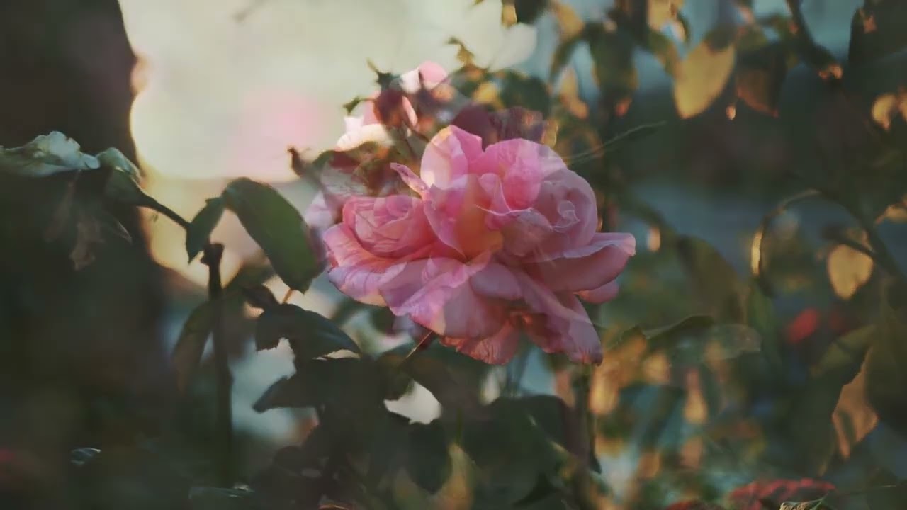 Vibração Semanal do Centro Espírita Casa do Caminho - Aquidauana, MS - 18/11/2025.