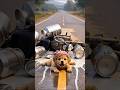 A lovely story A Puppy #ai #facts #trending