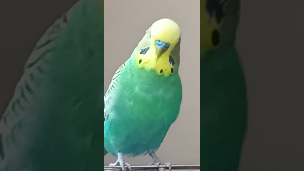 Balım Reis Çağırma sesi #muhabbetkuşu #birds #talkingparot #vogel #konuşankuş #budgies #parrot