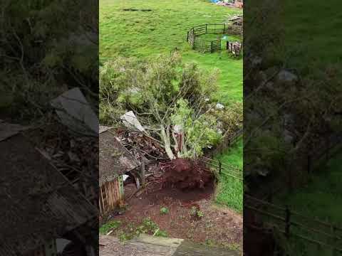 Vídeo: tempestades matam aves e gado na Capital Nacional da Semente de Soja