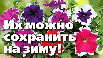 ПРОСТОЙ СПОСОБ СОХРАНИТЬ ДО ВЕСНЫ ПЕТУНИИ И ДРУГИЕ ЦВЕТЫ