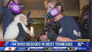 44 dogs rescued in West Tennessee
