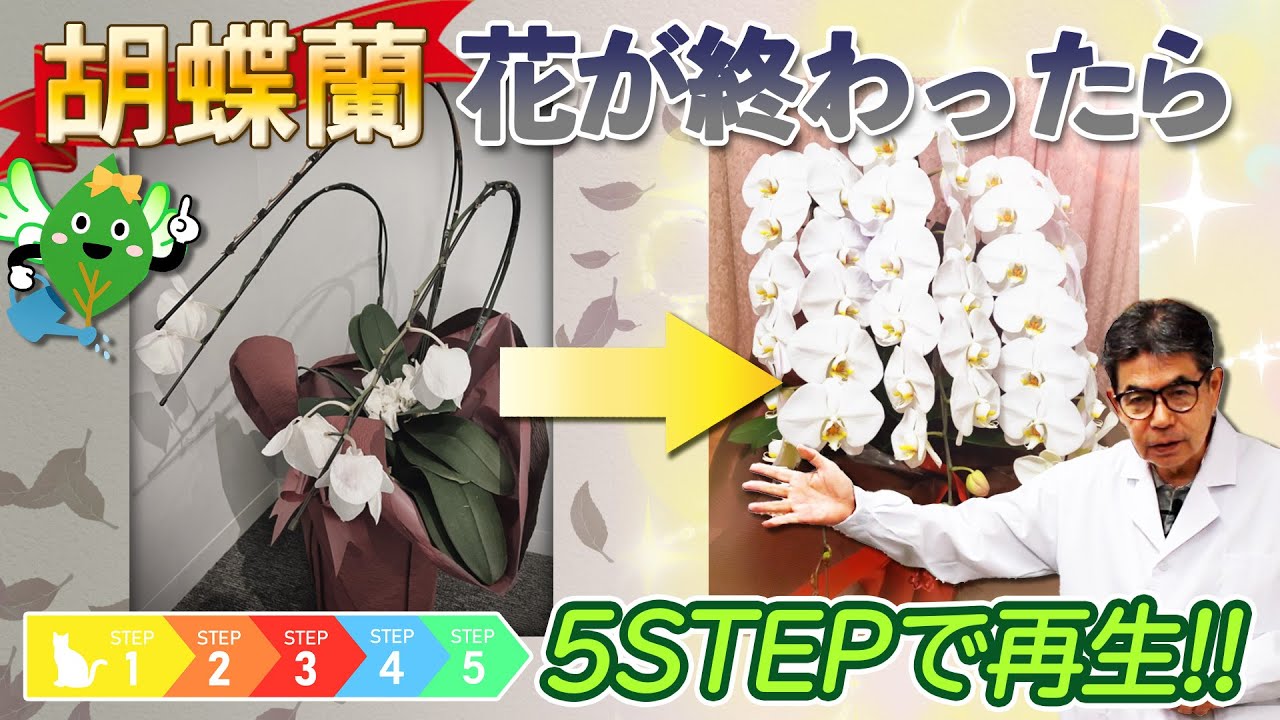 【樹木医が教える】胡蝶蘭、花が終わったら？｜5STEPで再生する方法教えます【猫親父アカデミー】