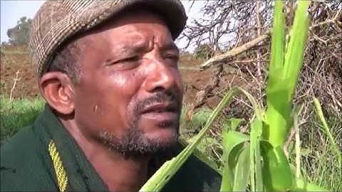 Fall Armyworms,Identification, Damage Indications and Control