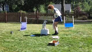 2023 AKC Trick Dog Virtual Competition, Juniors.