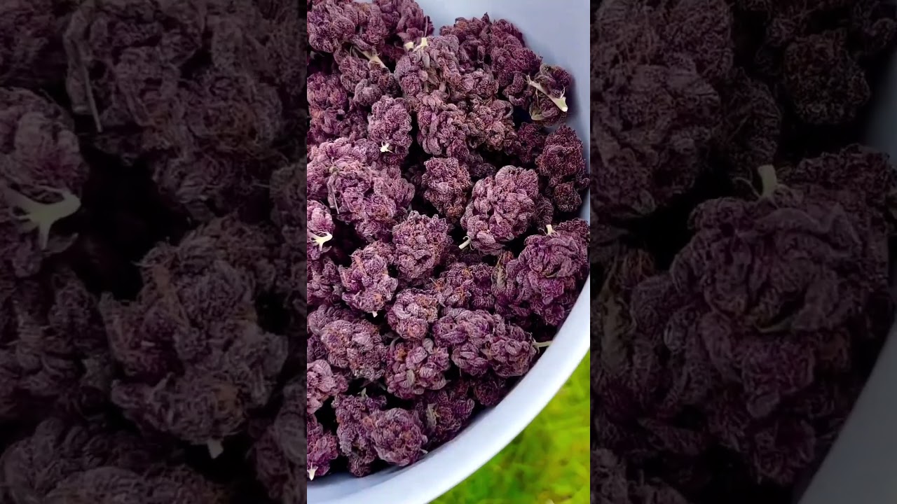 Purps, please 🍇 Grown by @99diggs99 :🎥 Trop Cherry S1 (NFS)