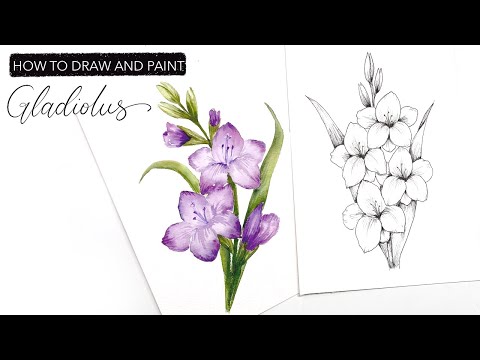 Video: How To Draw A Gladiolus