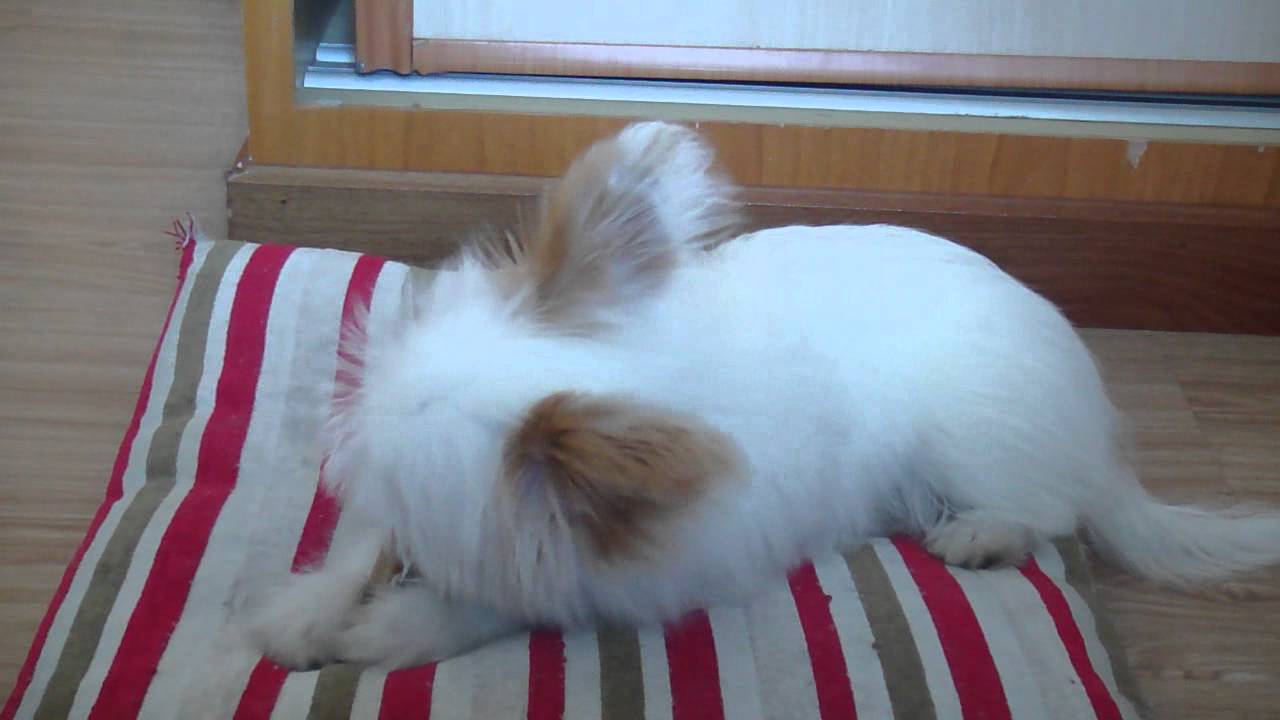 Xiao Bai enjoys his first chewy yummy Pedagree Dentistix, August 2011