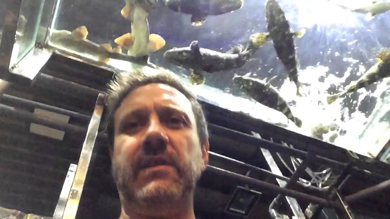 I'm in DaNang Vietnam at a Seafood restaurant with live fish in