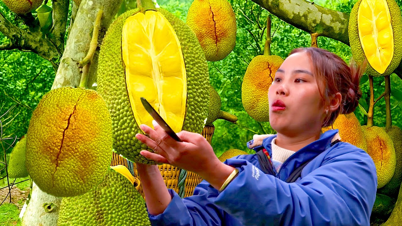 Panen Nangka Raksasa untuk Dijual di Pasar – Memasak Bubur Bergizi untuk Bayi di Rumah