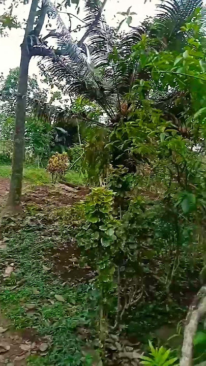 suasana alam Endah pasosore di kebun perkampungan #kampungkuring