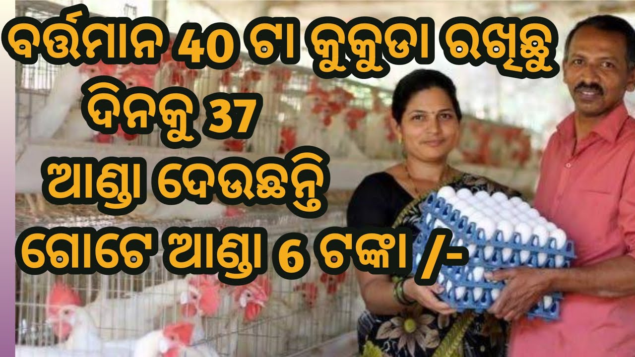 ସରକାର ଟୁ ସୁବିଧା ପାଇ ଅଣ୍ଡା ଦିଆ କୁକୁଡା ପାଳନ ଆରମ୍ଭ କଲି How to Start Egg farming/ Egg Farming