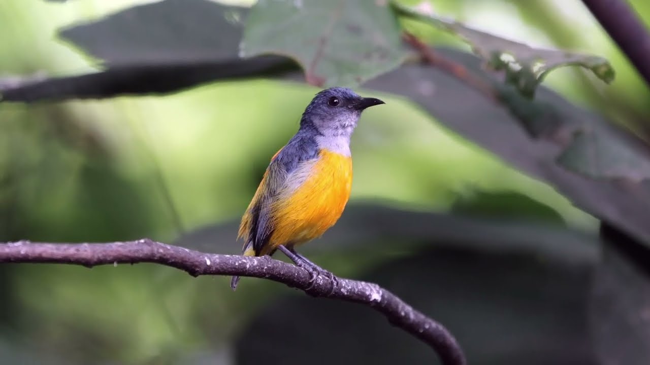 Orange-Bellied Flowerpecker (Dicaeum trigonostigma)
