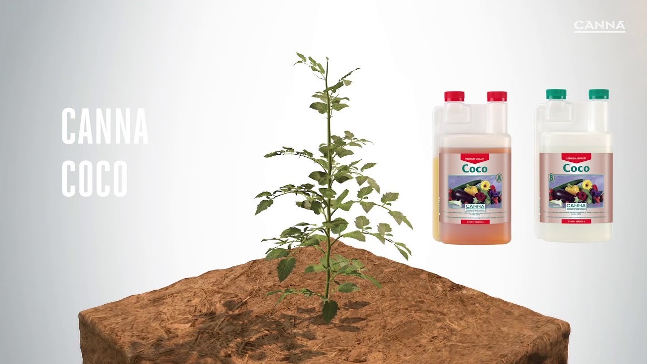 (Немецкий) КАННА КОКО