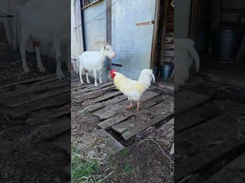 the rooster walks