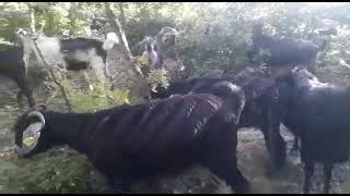 TOKAT YAYLASI KEÇİ DOĞAL YAYILIM ALANI