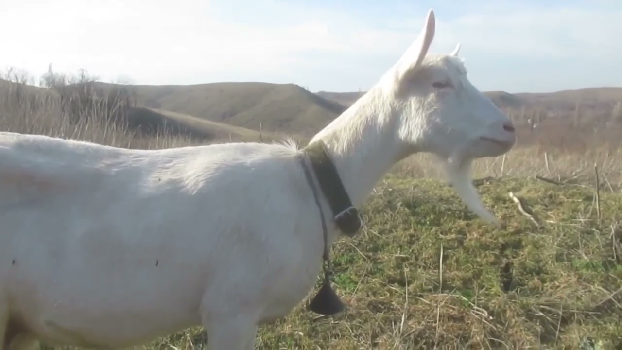 Вопрос на счёт Зефирки