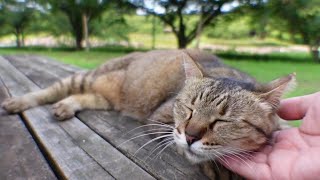 公園のテーブルに集まってきた野良猫をナデナデする