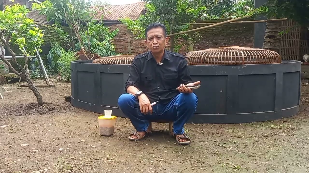 Penyebab Ayam turun Ke bawah