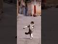 cat dog tum dono ko kya hua🫢#cat #dog