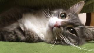 隠れて攻撃する猫 ノルウェージャンフォレストキャットAttack while hiding.Norwegian Forest Cat.
