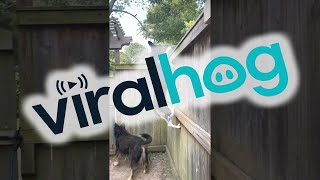 Tall Fence Doesn't Slow Down Lexi the Jumping Dog || ViralHog