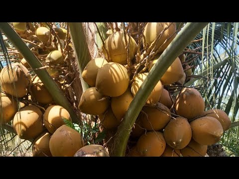Video Dừa đỏ mã lai 3 năm tuổi cho trái khủng khiếp - youtube