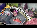 THE BEST GUINEA PIG HAUL YET! 🐽💗