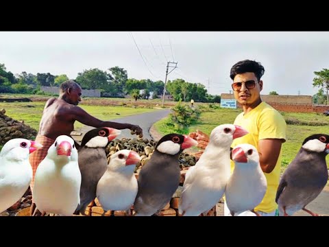 Java sparrow birds colony setup chacha ne bana diya matki Java k liye# ...