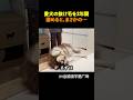 ㊗️1800万再生🎉愛犬の抜け毛を2年間ためると...?
