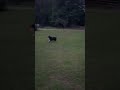 Just a dog dog australianshepherd frisbee frisbeedog