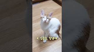 고양이가 아프다는 신호 7가지 #shorts