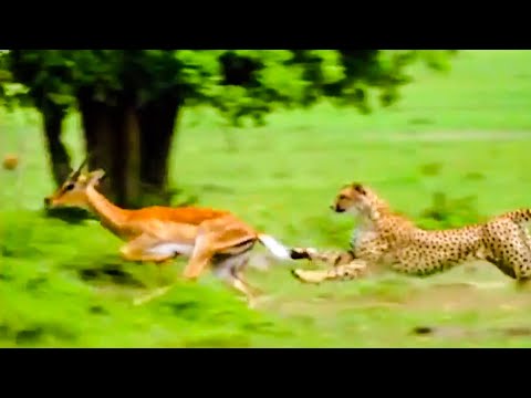 Best Animal Escapes | Top 5 |  BBC Earth