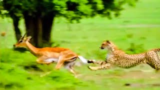 Best Animal Escapes | Top 5 |  BBC Earth Profile