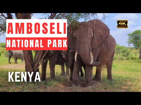 Amboseli National Park | Kenya