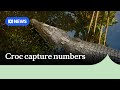 NT rangers capture croc a day in first week of new year, more than 240 caught in 2025 | ABC NEWS