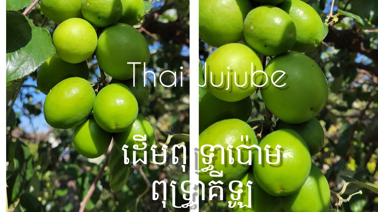 Thai Jujube, ដើមពុទ្រ្ធាគីឡូ, YouTube