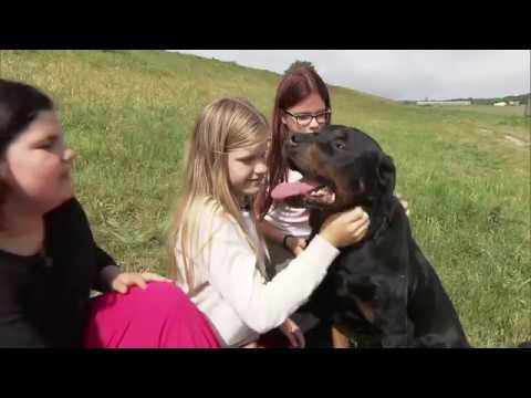 Video: Op Welke Leeftijd Kan Een Rottweiler Worden Getraind?