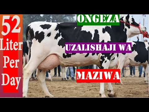 Video: Jinsi ya Kusaidia Mbwa Kuzaa (na Picha)